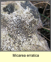 Micarea erratica