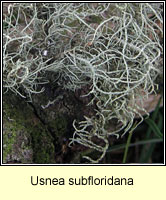 Usnea subfloridana