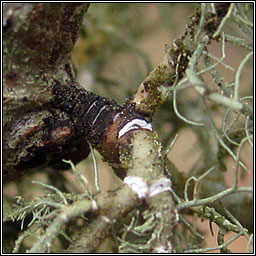 Usnea subfloridana