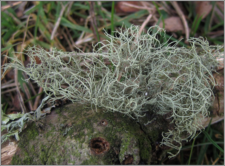 Usnea subfloridana