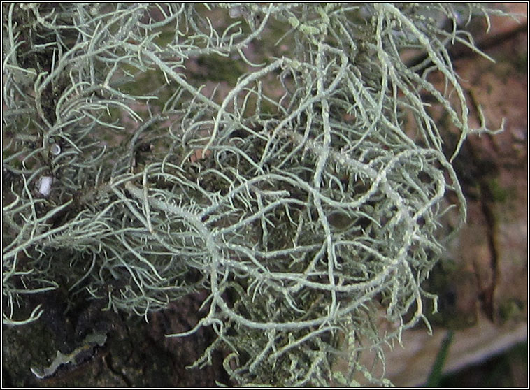 Usnea subfloridana