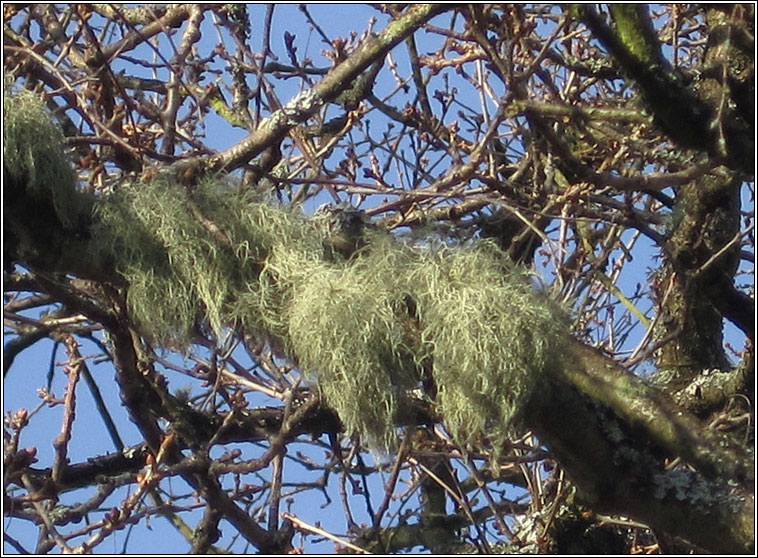 Usnea subfloridana