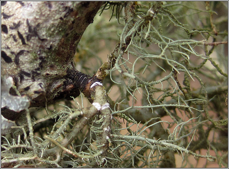 Usnea subfloridana