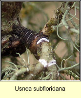 Usnea subfloridana