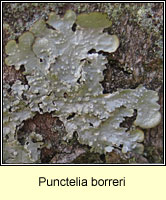 Punctelia borreri