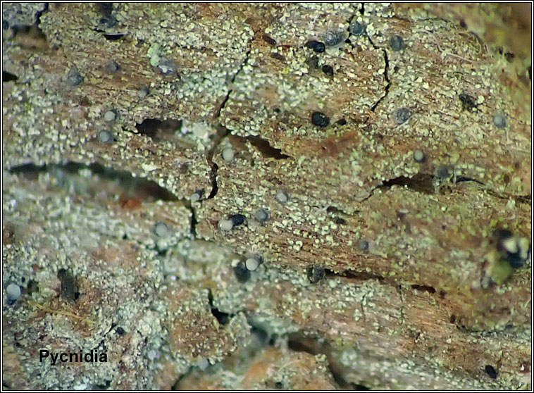 Micarea doliiformis, pycnidia