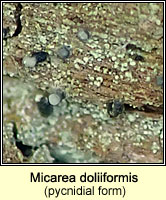 Micarea doliiformis (pycnidial form)