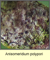 Anisomeridium polypori