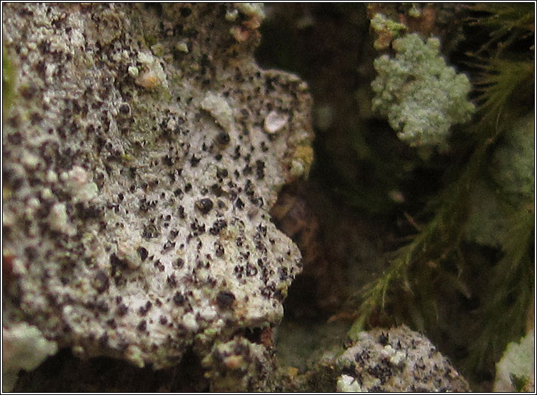 Anisomeridium polypori