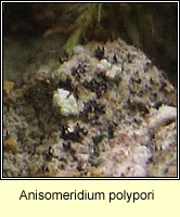 Anisomeridium polypori