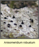 Anisomeridium robustum