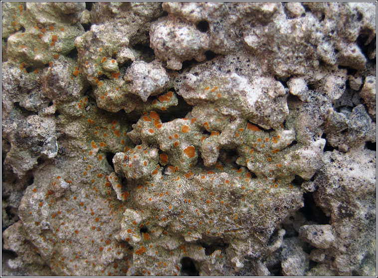 Protoblastenia rupestris