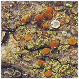 Coppinsiella ulcerosa, Caloplaca ulcerosa