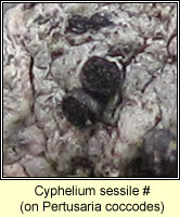 Cyphelium sessile