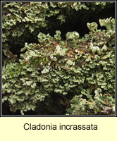 Cladonia incrassata