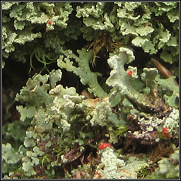 Cladonia incrassata