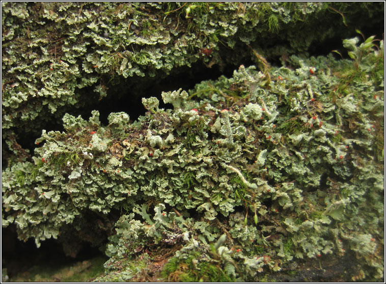 Cladonia incrassata