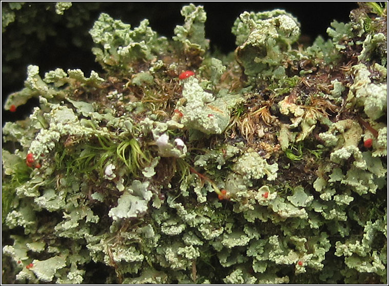 Cladonia incrassata