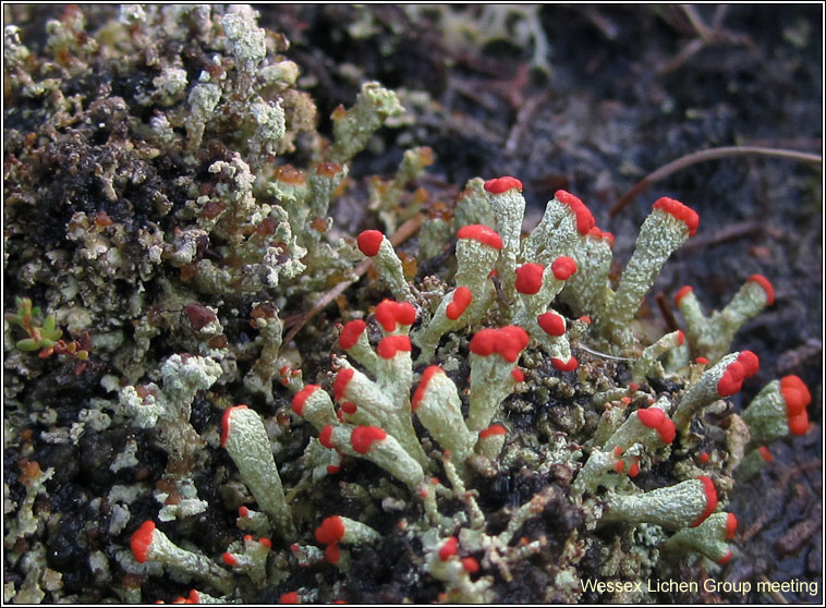 Cladonia incrassata