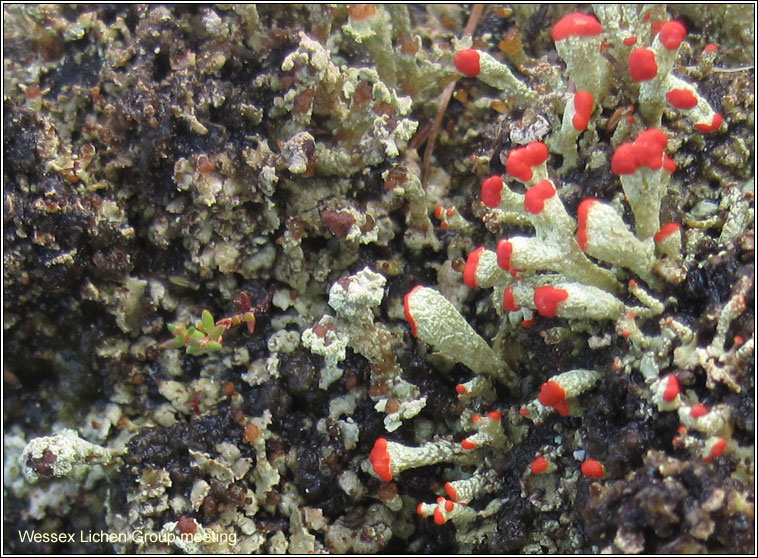 Cladonia incrassata