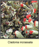 Cladonia incrassata