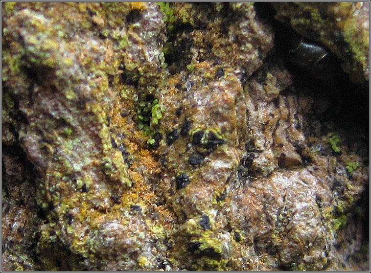 Opegrapha sorediifera