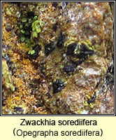 Zwackhia sorediifera (Opegrapha sorediifera)