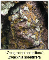 Zwackhia sorediifera (Opegrapha sorediifera)