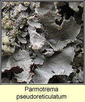 Parmotrema pseudoreticulatum