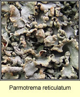 Parmotrema reticulatum