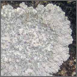 Caloplaca teicholyta