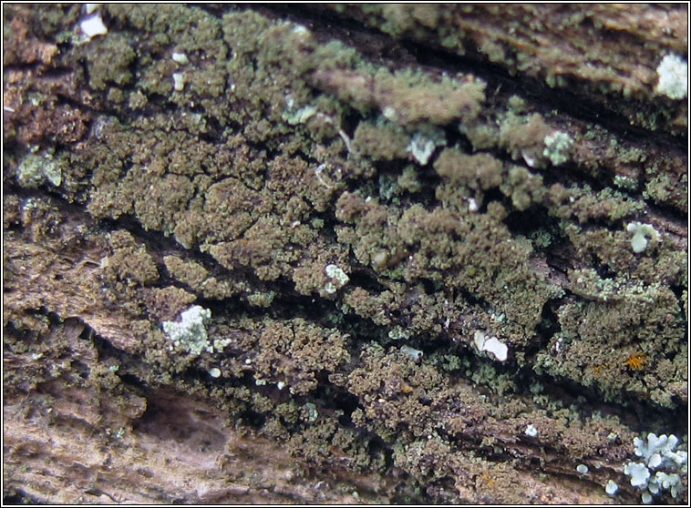 Placynthiella icmalea