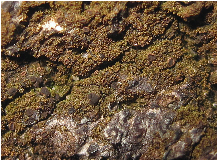 Placynthiella icmalea