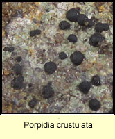 Porpidia crustulata