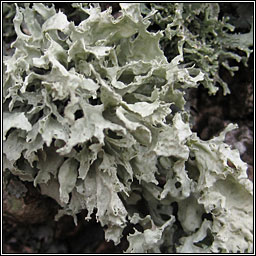 Ramalina canariensis