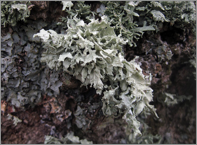 Ramalina canariensis