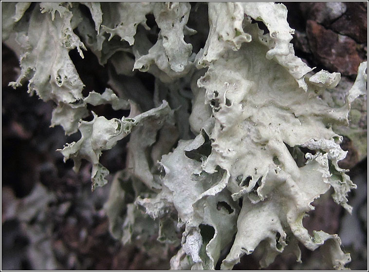 Ramalina canariensis