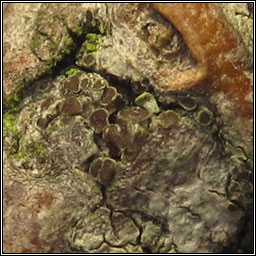 Lecanora persimilis