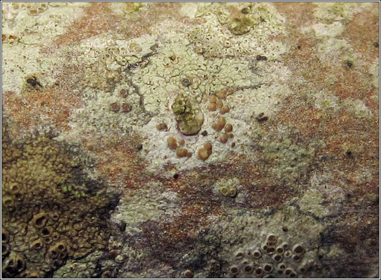 Lecanora persimilis