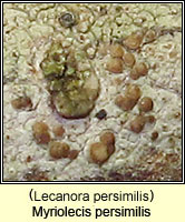 Myriolecis persimilis (Lecanora persimilis)