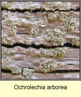 Ochrolechia arborea