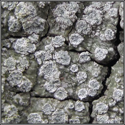 Pertusaria albescens