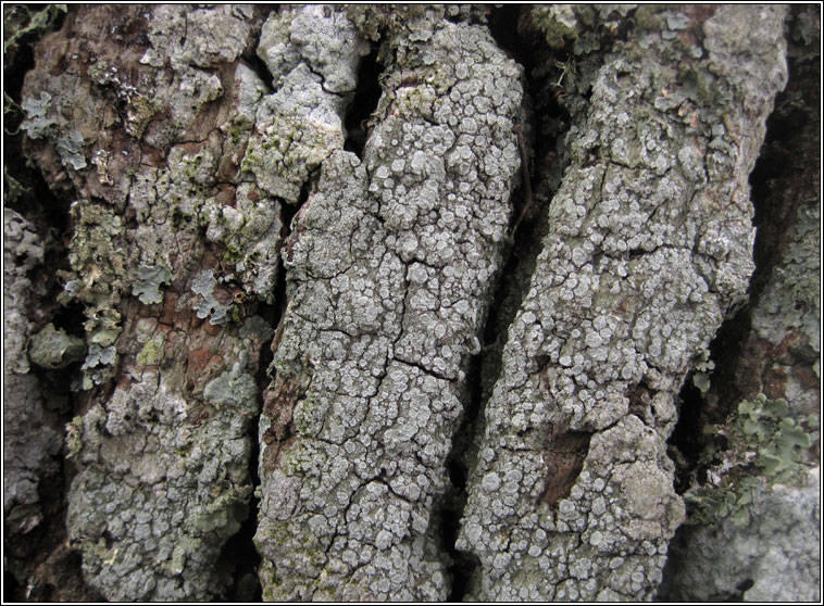 Pertusaria albescens