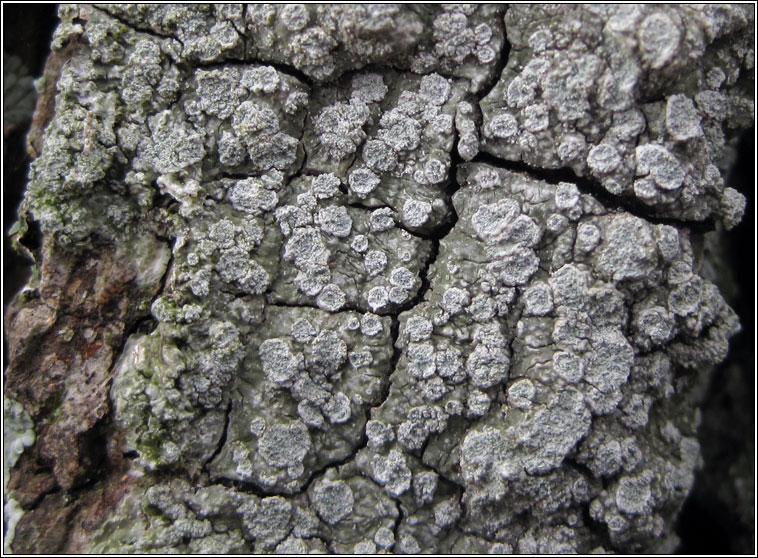 Pertusaria albescens