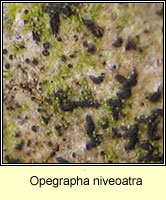 Opegrapha niveoatra