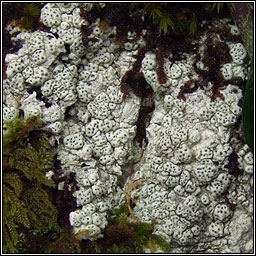 Pertusaria pertusa