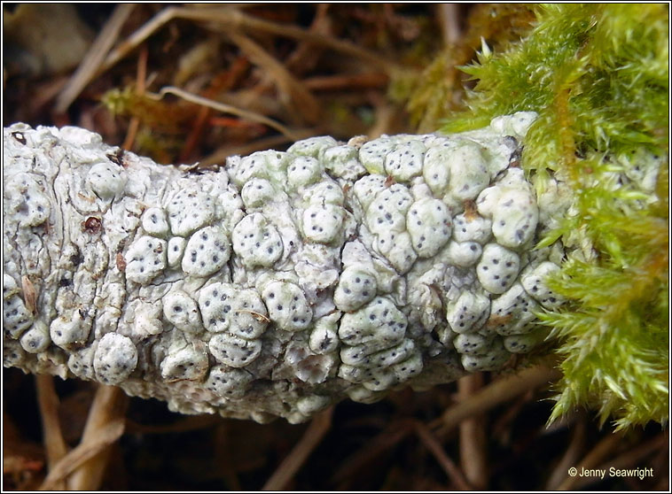 Pertusaria pertusa