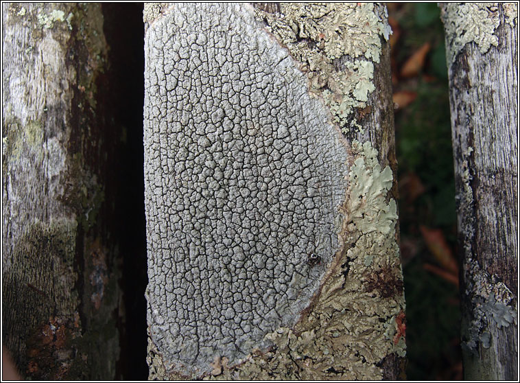 Pertusaria pertusa