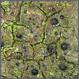 Dichoporis taylorii, Strigula taylorii