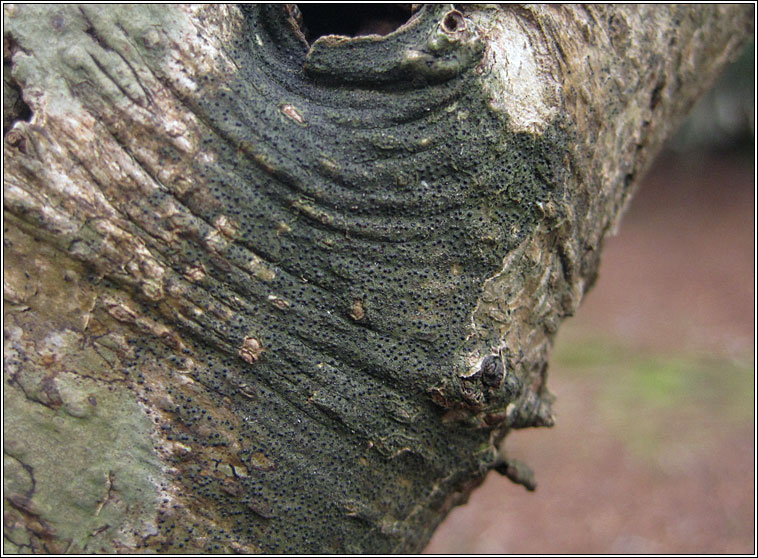 Dichoporis taylorii, Strigula taylorii